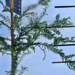 Sekvoja vždyzelená (Sequoia sempervirens) - výška 100-120 cm, kont. C5L 